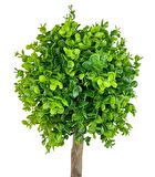 Yapay Ağaç Şimşir Top 85*30cm Beyaz Saksılı Yeşil Ağaç 