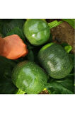 Ithal Dolmalık Kabak Tohumu Ekim Seti
