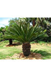 Ithal Cycas Revoluta Süs Ağacı Tohumu Ekim Seti
