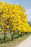 Tabebuia Ağacı Tohumu Ekim Seti