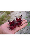 Ithal Hibiscus Tohumu Ekim Seti