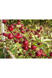 Ithal Hibiscus Tohumu Ekim Seti