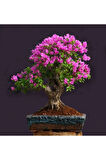 Bonsai Begonvil Tohumu Tropikal Çiçek Tohumları (5 Adet Tohum)