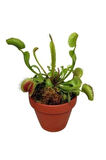 Ithal Venus Fly Trap Tohumu Ekim Seti