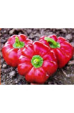 Tatlı Domates Biberi Tohumu Ekim Seti