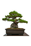 Fıstık Çamı Bonzai Ağacı Tohumu 2 Adet Bonsai Ağacı Tohumu