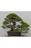 Fıstık Çamı Bonzai Ağacı Tohumu 2 Adet Bonsai Ağacı Tohumu