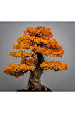 Bodur Flamingo Bonzai Ağacı Tohumu 5 Adet Bonsai Ağacı Tohumu