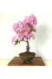 Bodur Cherry Blossom Bonzai Ağacı Tohumu 5 Adet Bonsai Ağacı Tohumu