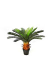 Nadir Ithal Cycas Tohumu 3 Adet Tohum Sikas Revoluta