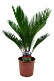 Nadir Ithal Cycas Tohumu 3 Adet Tohum Sikas Revoluta