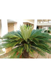 Nadir Ithal Cycas Tohumu 3 Adet Tohum Sikas Revoluta