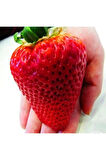 Ithal Nadir Dev Çilek Tohumu 10 Adet Tohum Giant Çilek