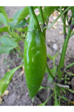 Ithal Nadir Acı Balık Biberi Tohumu 10 Adet Tohum Biber Tohumu