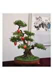 Nadir Ithal Bodur Nar Bonzai Ağacı Tohumu 5 Tohum Bonsai Tohumu