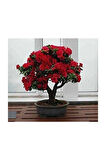Bodur Kırmızı Gül Bonzai Ağacı Tohumu 5 Adet Tohum Bonsai Ağacı Tohumu