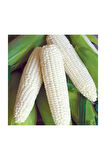 Nadir İthal Waxy Corn Mumlu Beyaz Mısır Tohumu 3 Adet Tohum