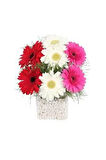 Gerbera Çiçeği Tohumu 5 Adet Tohum Jerbera Çiçek Tohumu