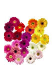 Gerbera Çiçeği Tohumu 5 Adet Tohum Jerbera Çiçek Tohumu