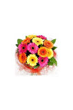 Gerbera Çiçeği Tohumu 5 Adet Tohum Jerbera Çiçek Tohumu