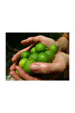 Nadir Ithal Lime Misket Limon Tohumu 3 Adet Tohum Misket Limonu