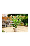 Psidium Guava Meyvesi Tohumu 3 Adet Tohum