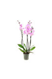 Pembe Orkide Tohumu 5 Adet Tohum Phalaenopsis Çiçek Tohumu
