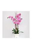 Pembe Orkide Tohumu 5 Adet Tohum Phalaenopsis Çiçek Tohumu
