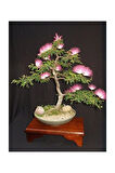 Gülibrişim Bonzai Ağacı Tohumu 5 Adet Bonsai Ağacı Tohumu