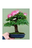 Gülibrişim Bonzai Ağacı Tohumu 5 Adet Bonsai Ağacı Tohumu