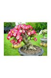 Pembe Zakkum Bonzai Ağacı Tohumu 5 Adet Bonsai Ağacı Tohumu