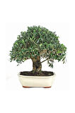 Bodur Defne Bonzai Ağacı Tohumu 3 Adet Bonsai Ağacı Tohumu