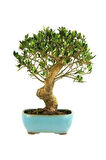 Bodur Defne Bonzai Ağacı Tohumu 3 Adet Bonsai Ağacı Tohumu
