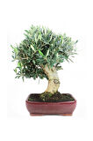 Bodur Defne Bonzai Ağacı Tohumu 3 Adet Bonsai Ağacı Tohumu