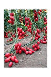 Saksılık Zeytin Domates Tohumu 10 Adet Tohum Kahvaltılık Domates Tohumu