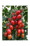 Saksılık Zeytin Domates Tohumu 10 Adet Tohum Kahvaltılık Domates Tohumu