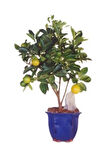 Limon Bonzai Ağacı Tohumu 3 Adet Bonsai Ağacı Tohumu