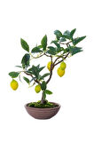 Limon Bonzai Ağacı Tohumu 3 Adet Bonsai Ağacı Tohumu