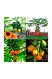 Bodur Saksılık Papaya Ağacı Tohumu 3 Adet Tohum