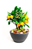 Bodur Portakal Bonzai Ağacı Tohumu 5 Adet Bonsai Ağacı Tohumu