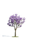 Nadir Jakaranda Ağacı Tohumu 100 Adet Tohum Jacaranda Mimosifolia