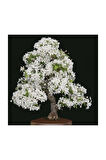 Beyaz Zakkum Bonzai Ağacı Tohumu 5 Adet Bonsai Ağacı Tohumu
