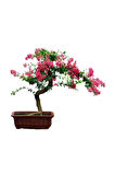 Krep Mersin Bonzai Ağacı Tohumu 5 Adet Bonsai Ağacı Tohumu
