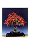 Bodur Callistemon Karadut Bonzai Ağacı Tohumu 25 Adet Bonsai Ağacı Tohumu