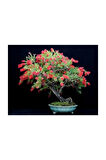 Bodur Callistemon Karadut Bonzai Ağacı Tohumu 25 Adet Bonsai Ağacı Tohumu