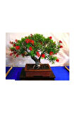 Bodur Callistemon Karadut Bonzai Ağacı Tohumu 25 Adet Bonsai Ağacı Tohumu