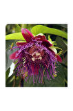Nadir İthal Passiflora Tohumu 3 Adet Tohum Quadrangularis Pasiflora Tohumu