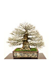 Bodur Enkianthus Bonzai Ağacı Tohumu 5 Adet Tohum Bonsai Ağacı Tohumu