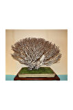Bodur Enkianthus Bonzai Ağacı Tohumu 5 Adet Tohum Bonsai Ağacı Tohumu