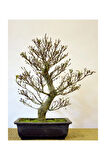 Bodur Enkianthus Bonzai Ağacı Tohumu 5 Adet Tohum Bonsai Ağacı Tohumu
